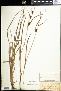 Carex houghtoniana image