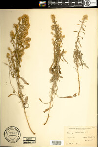 Solidago nemoralis image