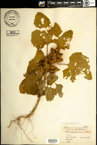 Xanthium strumarium image