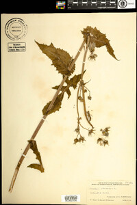 Sonchus oleraceus image