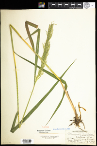 Calamagrostis canadensis image