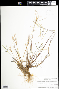 Digitaria ischaemum image