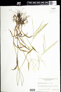 Digitaria sanguinalis image