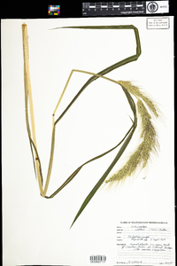 Echinochloa walteri image