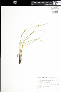 Carex lucorum image