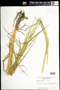 Elymus repens image