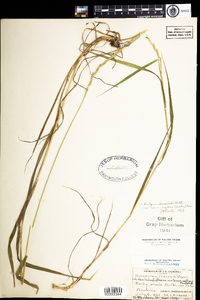 Elymus trachycaulus image