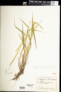 Elymus trachycaulus image