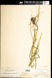 Elymus trachycaulus image