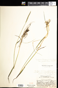 Elymus trachycaulus image