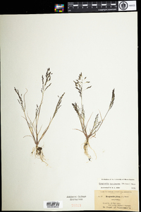 Eragrostis pectinacea image