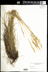 Festuca rubra image