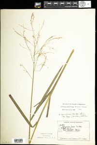 Glyceria canadensis image