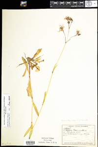 Lychnis flos-cuculi image