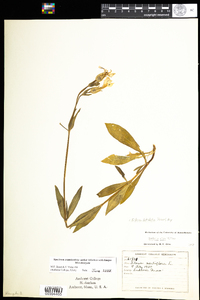 Silene latifolia image