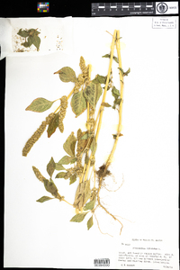 Amaranthus hybridus image