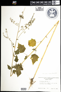 Chenopodium simplex image