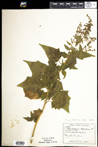 Chenopodium simplex image