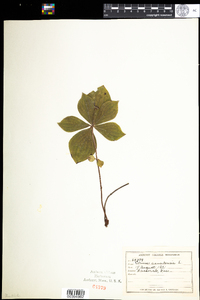 Cornus canadensis image