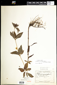 Lysimachia ciliata image