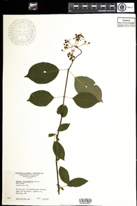 Cornus sericea image