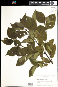 Cornus sericea image