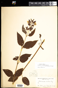 Lysimachia ciliata image