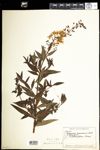 Lysimachia terrestris image