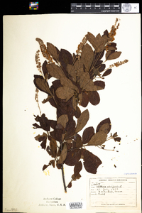 Clethra alnifolia image