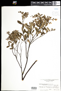 Chamaedaphne calyculata image