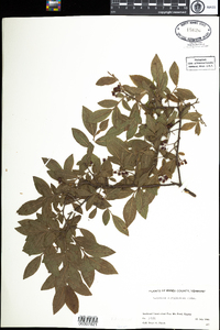 Vaccinium myrtilloides image