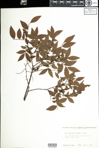 Vaccinium myrtilloides image