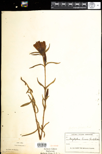 Gentiana linearis image