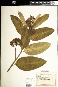 Asclepias syriaca image