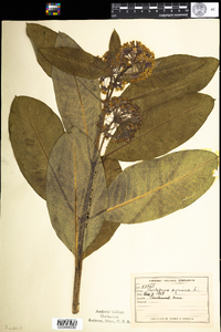 Asclepias syriaca image