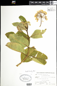 Asclepias syriaca image