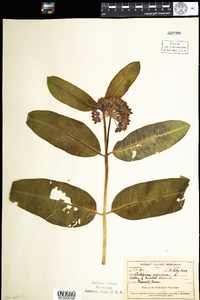 Asclepias syriaca image