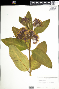 Asclepias syriaca image