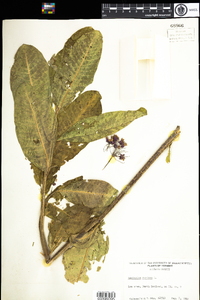 Asclepias syriaca image