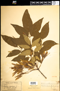 Fraxinus americana image