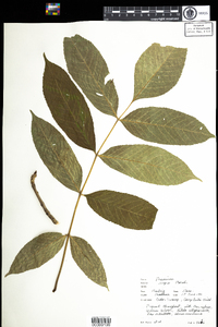 Fraxinus nigra image