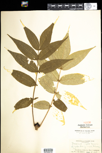 Fraxinus nigra image