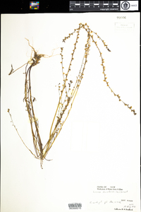 Nuttallanthus canadensis image