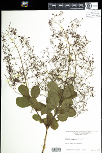 Cotinus coggygria image