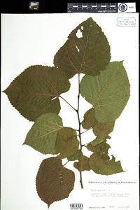 Tilia americana image