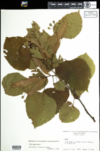 Tilia americana image