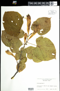 Tilia americana image