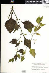 Solanum americanum image