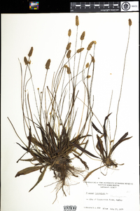 Plantago lanceolata image