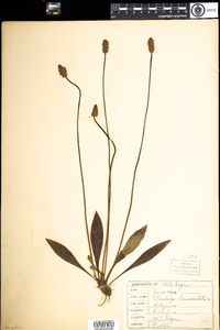 Plantago lanceolata image